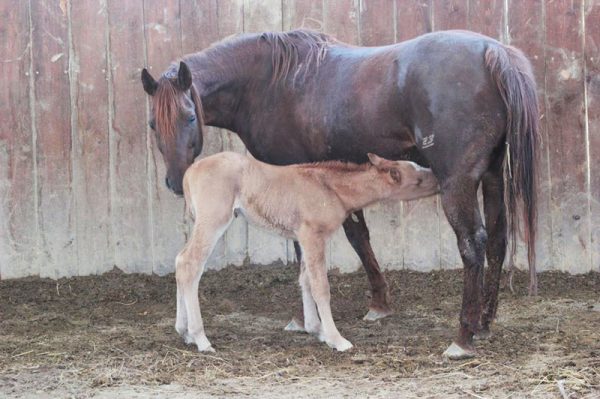 cavalli allattamento puledro