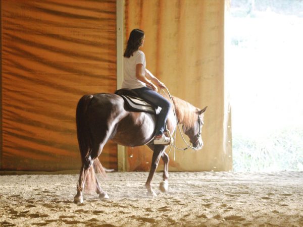 cavallo maneggio equitazione