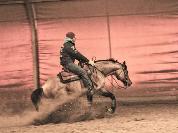 cavallo maneggio equitazione reining